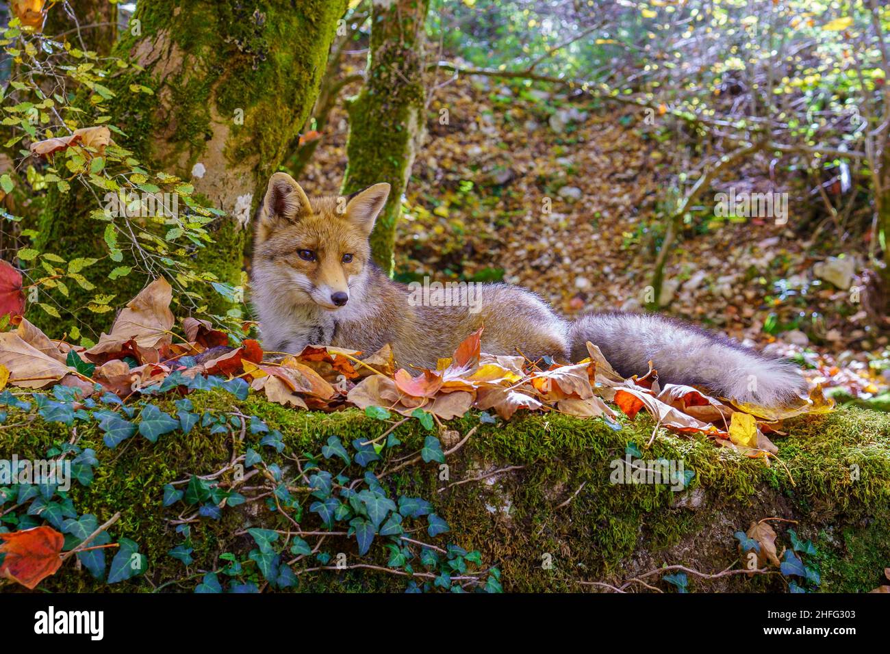 Giovane volpe rossa in habitat naturale Foto Stock