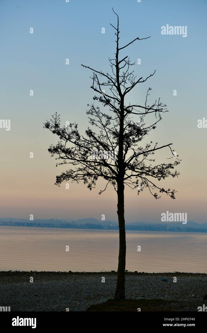 Einzeln stehender entlaubter Baum am Bodenseeufer gegen den winterlichen Abendhimmel Foto Stock
