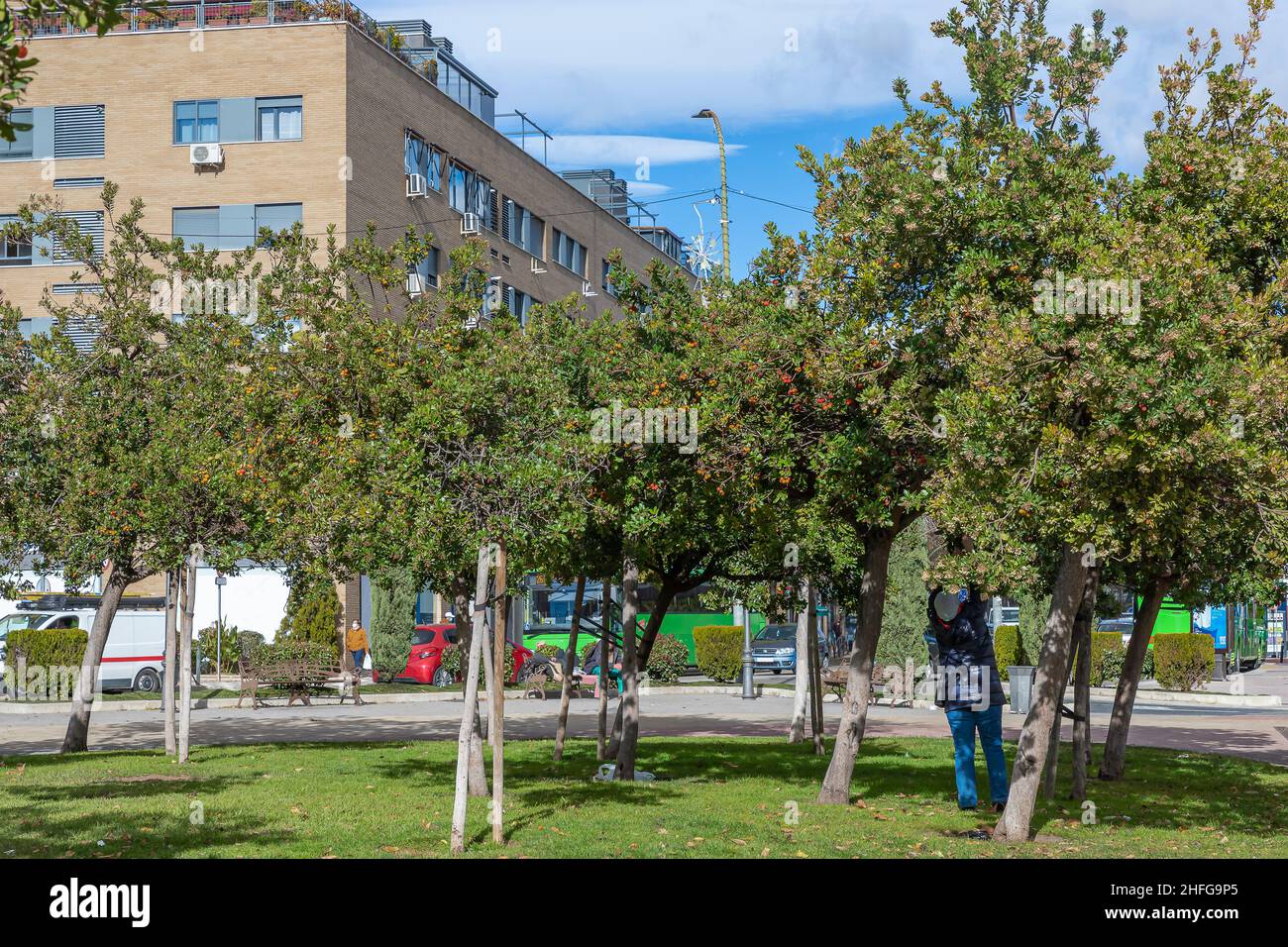 persona irriconoscibile che raccoglie i frutti dell'albero di fragola nel parco per fare ricette diverse come marmellate e bevande alcoliche Foto Stock