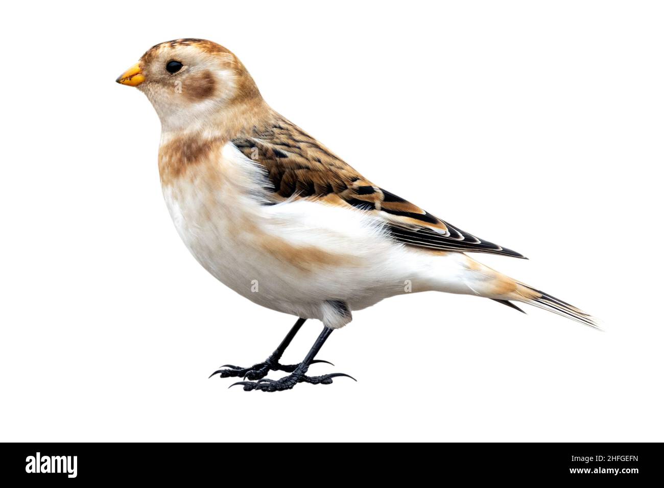 Snow Bunting (Plettrophenax nivalis) di fronte a sfondo bianco, isolato. Foto Stock