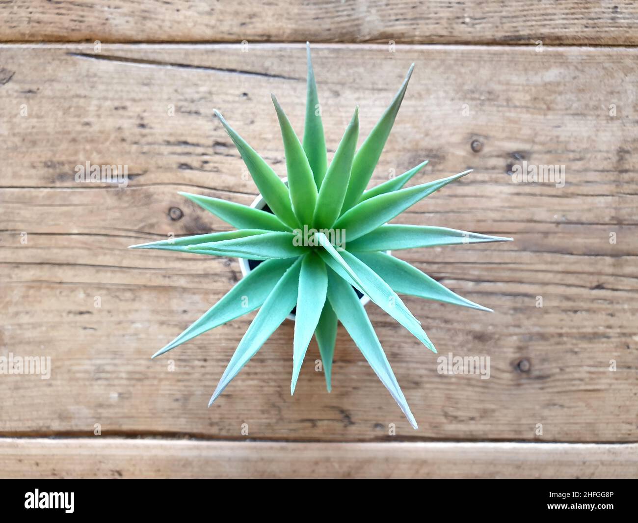 Pianta decorativa succulenta Foto Stock