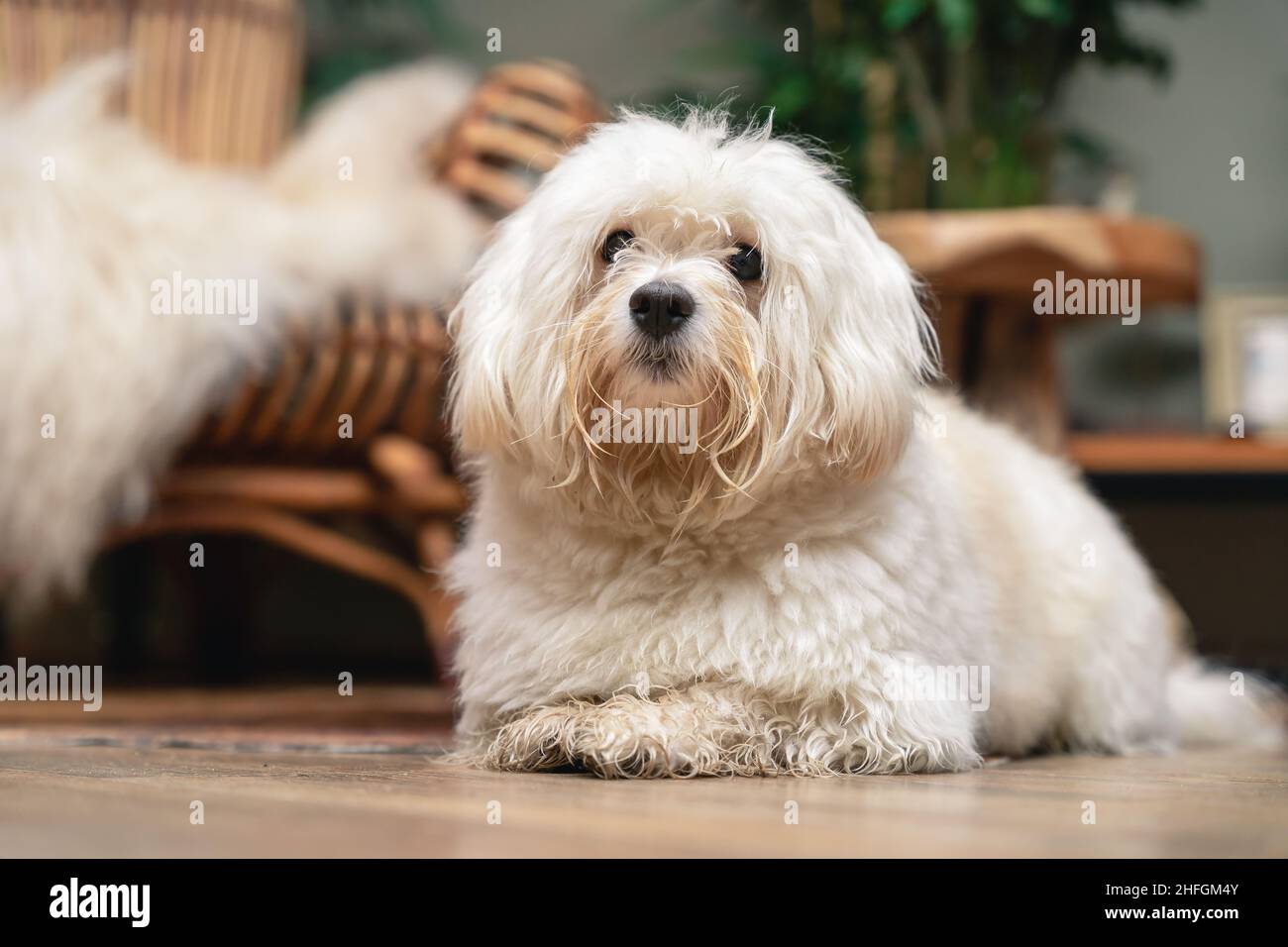Bel cane Havanese. Il cane di tipo Bichon, è il cane nazionale di Cuba Foto Stock