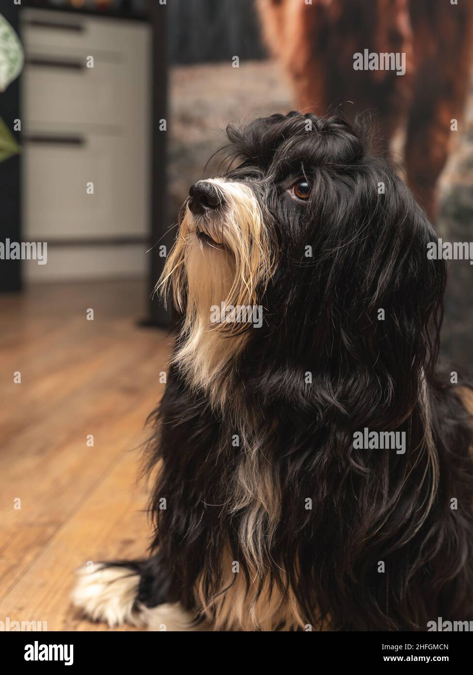 Bel cane Havanese. Il cane di tipo Bichon, è il cane nazionale di Cuba Foto Stock