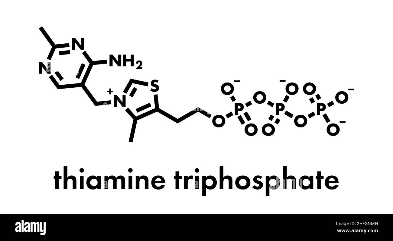 Tiamina trifosfato molecola. Formula di scheletro. Illustrazione Vettoriale