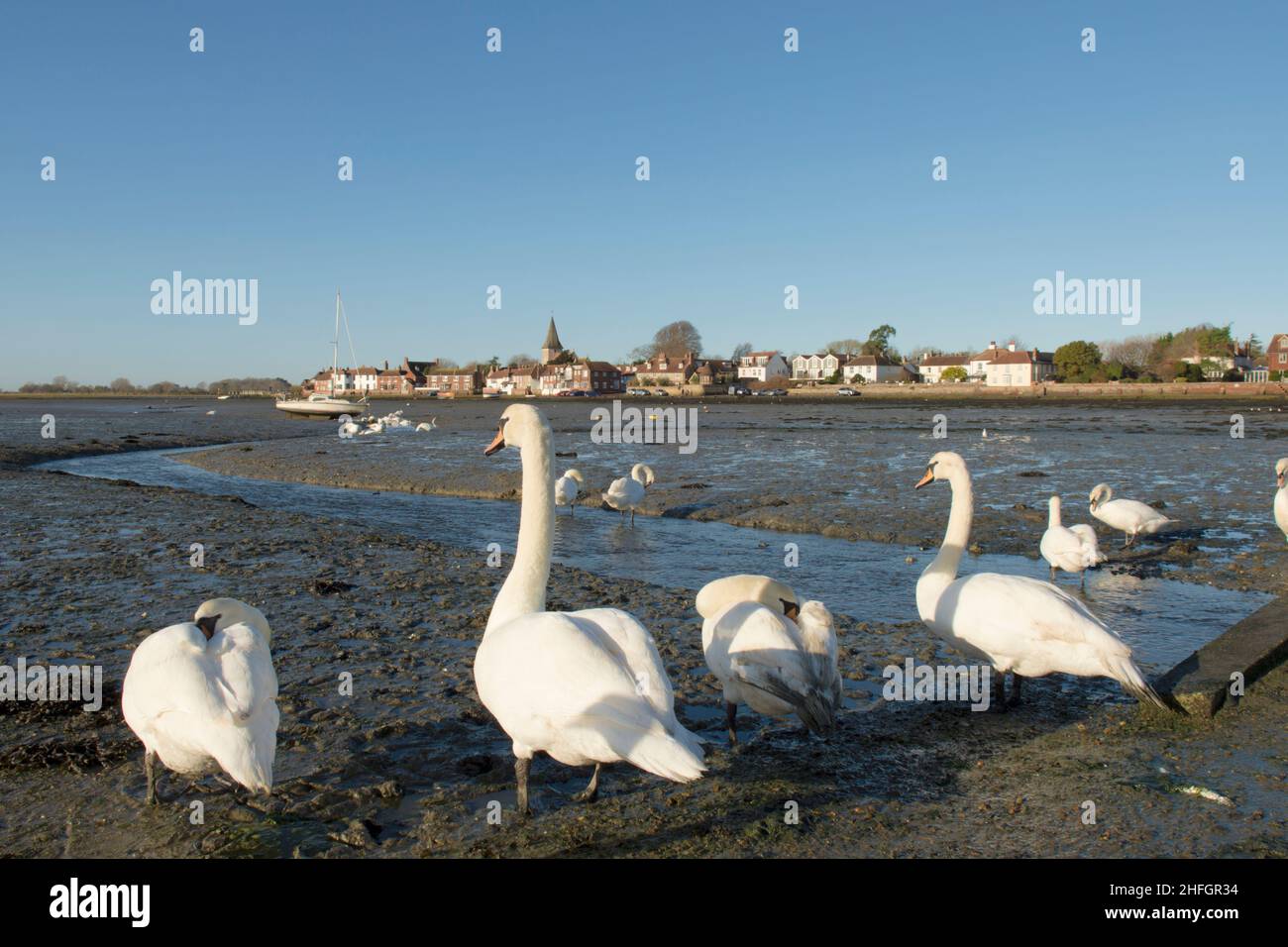 Flock of Mute Swans, Cygnus olor, in piedi su fango esposto vicino al piccolo torrente in Bosham, Chichester Harbour, Sussex, Regno Unito, paesaggio invernale. Gennaio Foto Stock