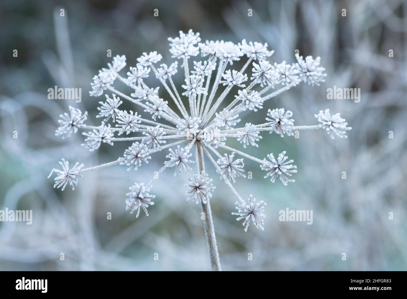 Comune Hogweed, Heracleum sphondylium, Cow parsnip, fiore testa coperta di gelo in inverno gennaio, Sussex, Regno Unito Foto Stock