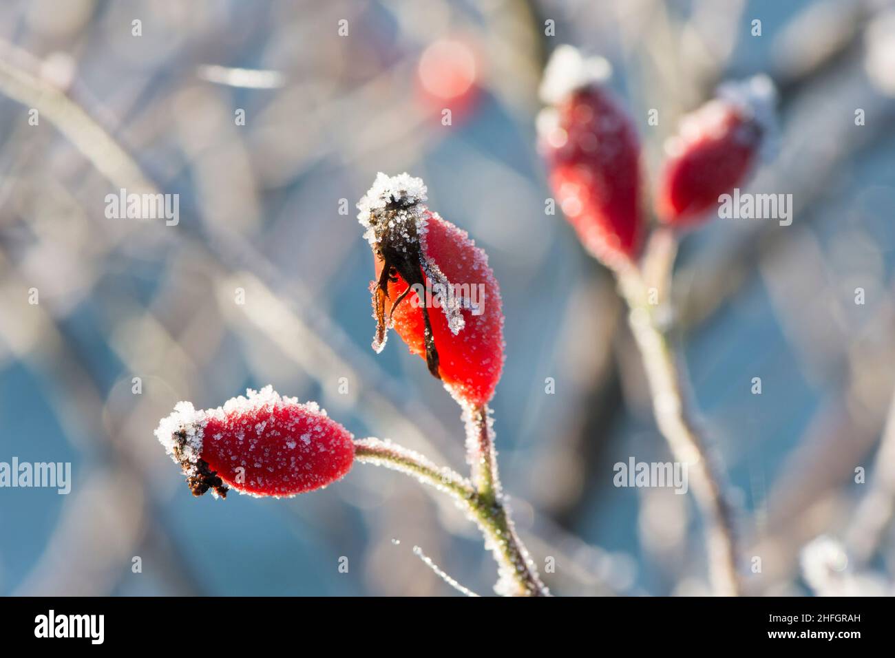 Diverse rose rosse selvatiche con spolveratura di gelo bianco, Sussex, Regno Unito, gennaio Foto Stock