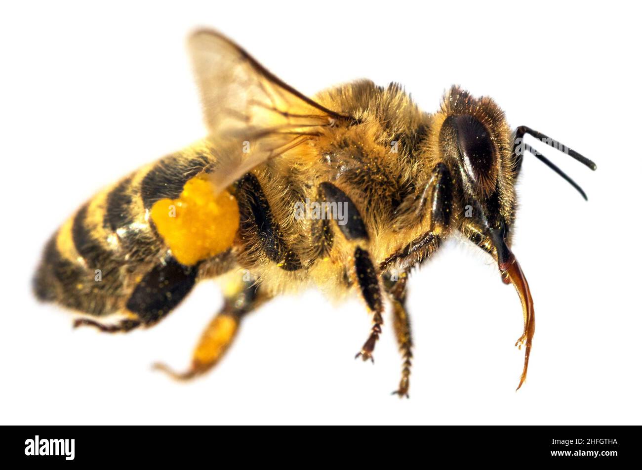 Particolare di ape o di ape in latino Apis mellifera, europeo o occidentale ape miele isolato su sfondo bianco Foto Stock