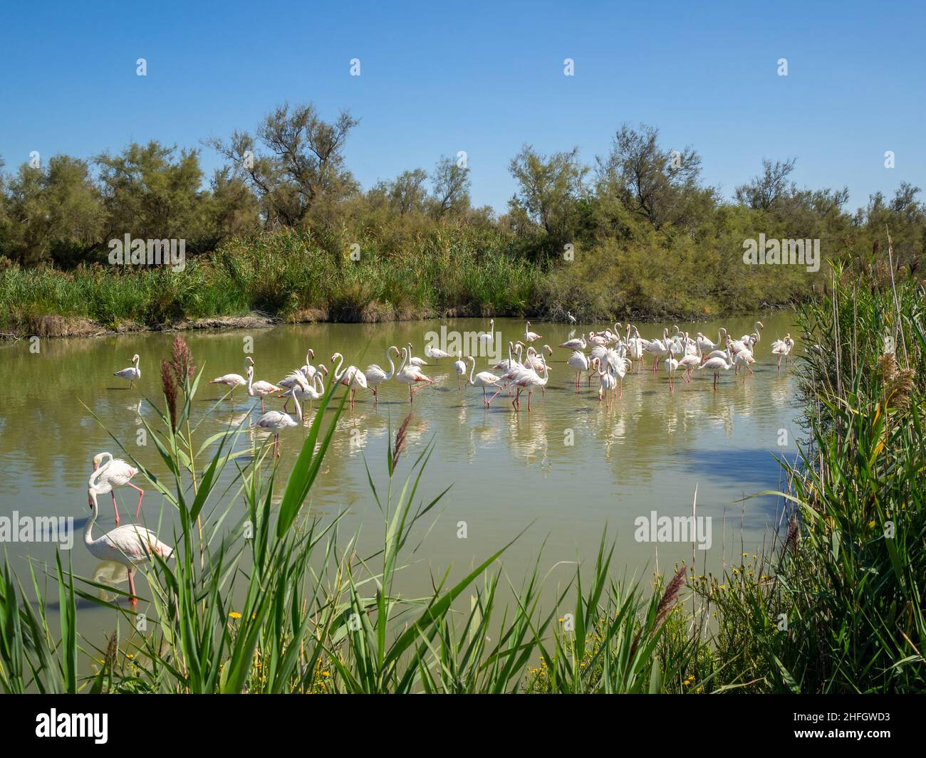 Fenicotteri al Parco Ornitologico di Pont de Gau Foto Stock