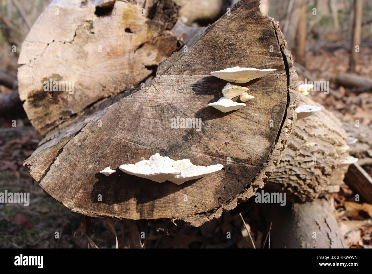 Funghi a staffa bianchi sul bordo di un log di taglio Foto Stock