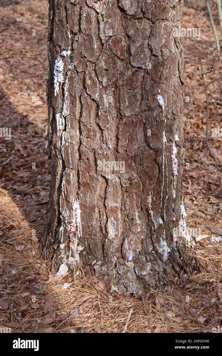 Linfa bianco che scorre da buchi di bug in un Pitch Pine Foto Stock