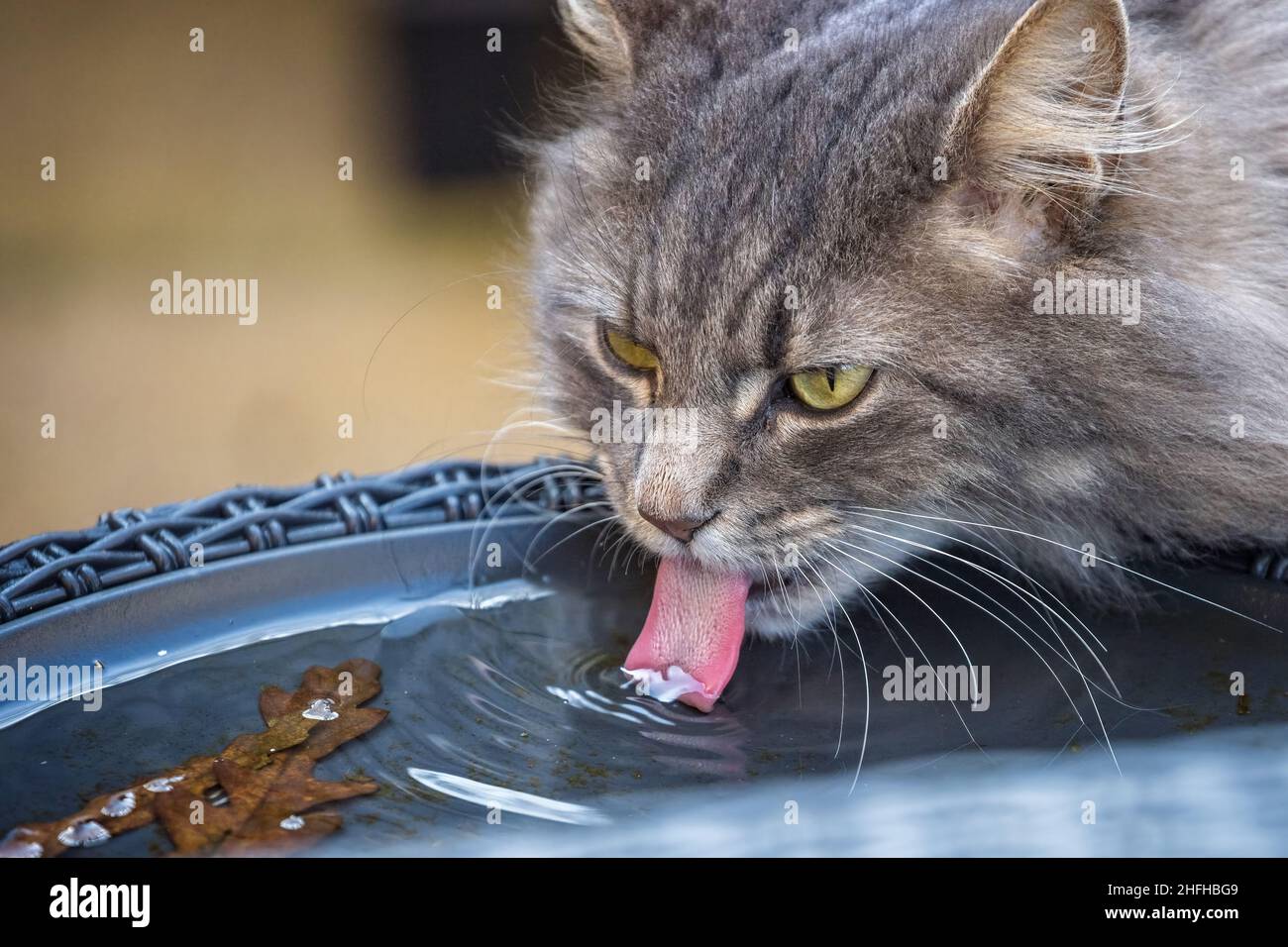 Primo piano di gatto furry che beve acqua piovana con lingua estesa Foto Stock
