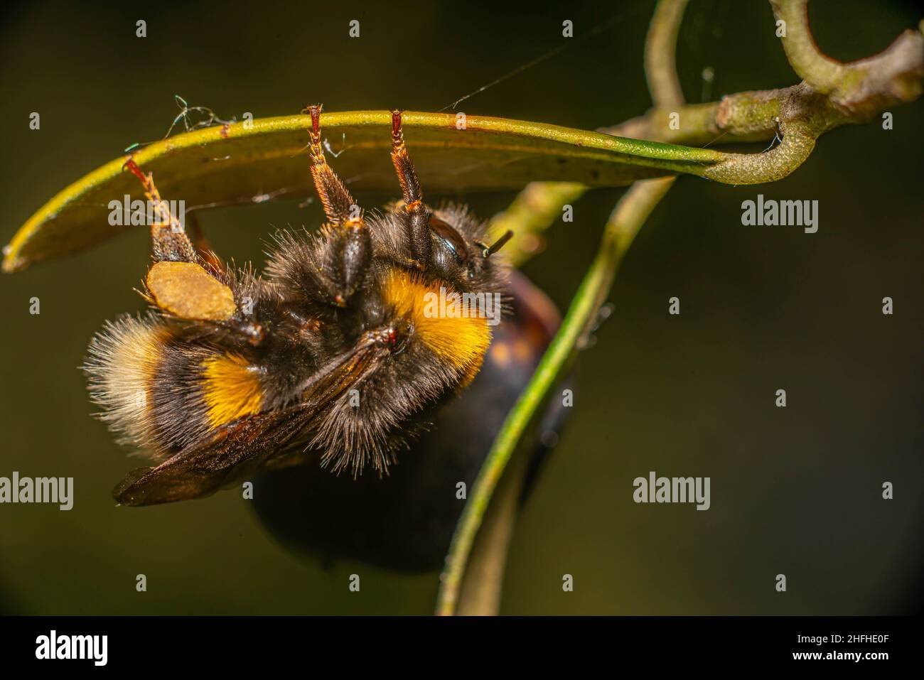 Ape che dorme Foto Stock