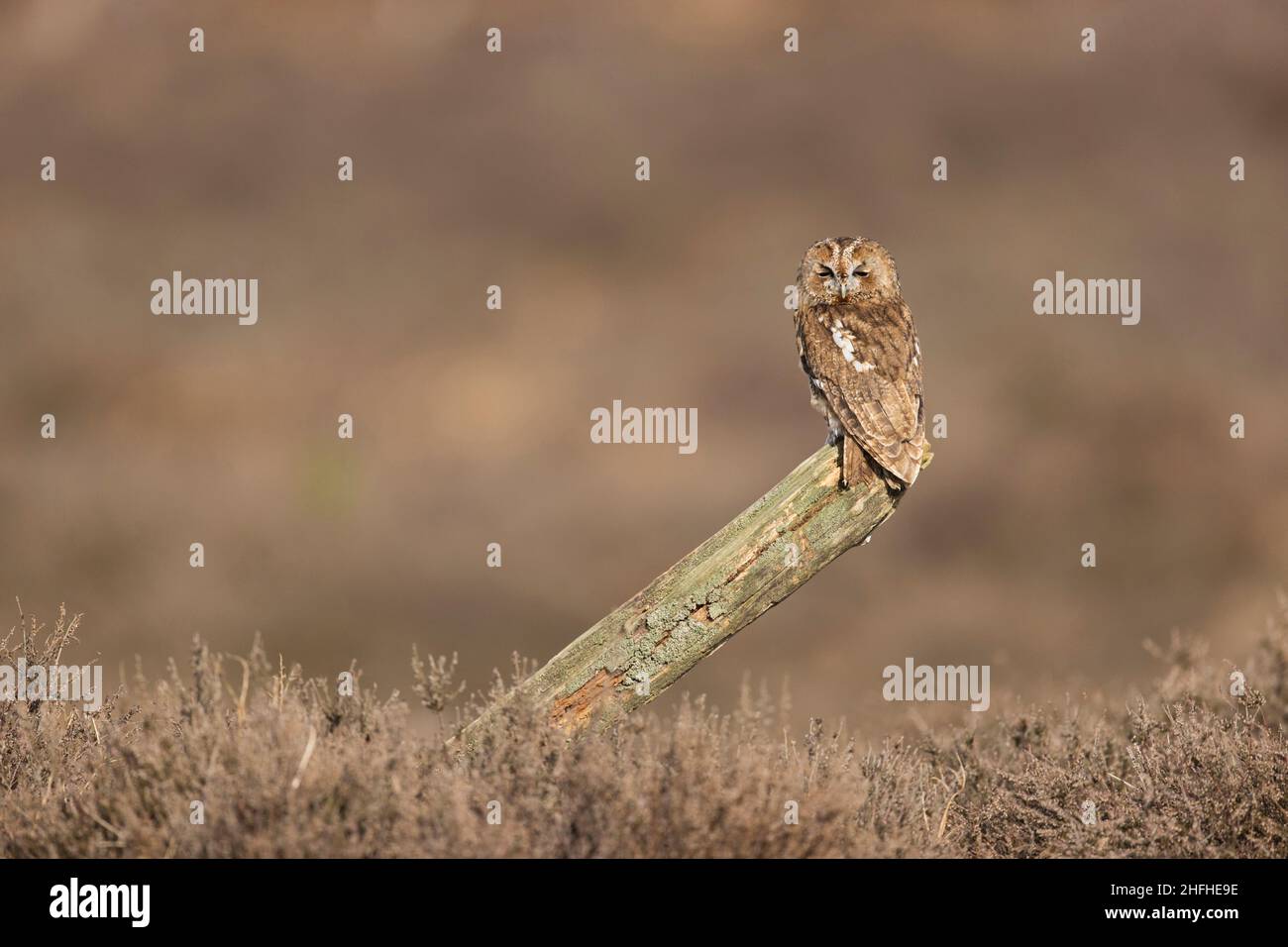 Gufo tawny (Strix aluco) adulto arroccato su ceppo in brughiera Foto Stock