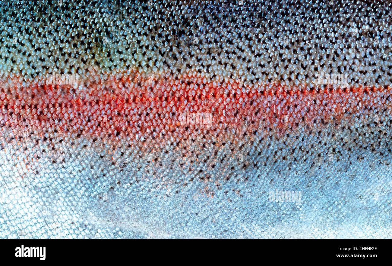 Salmoni di trota reali squame di pesce o sfondo della pelle Foto Stock