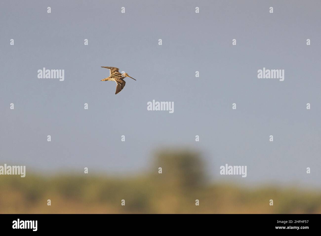 Comune snipe Gallinago gallinago, volo adulto, Suffolk, Inghilterra, gennaio Foto Stock