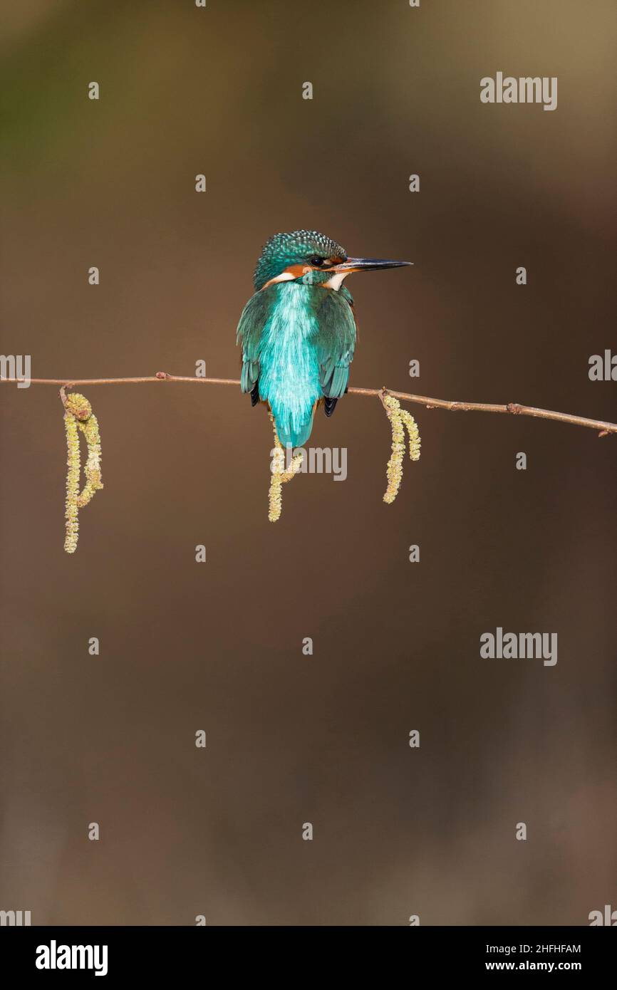 Comune Martin pescatore (Alcedo atthis) maschio adulto arroccato su Hazel (Corylus avellana) ramoscello con catkins Foto Stock