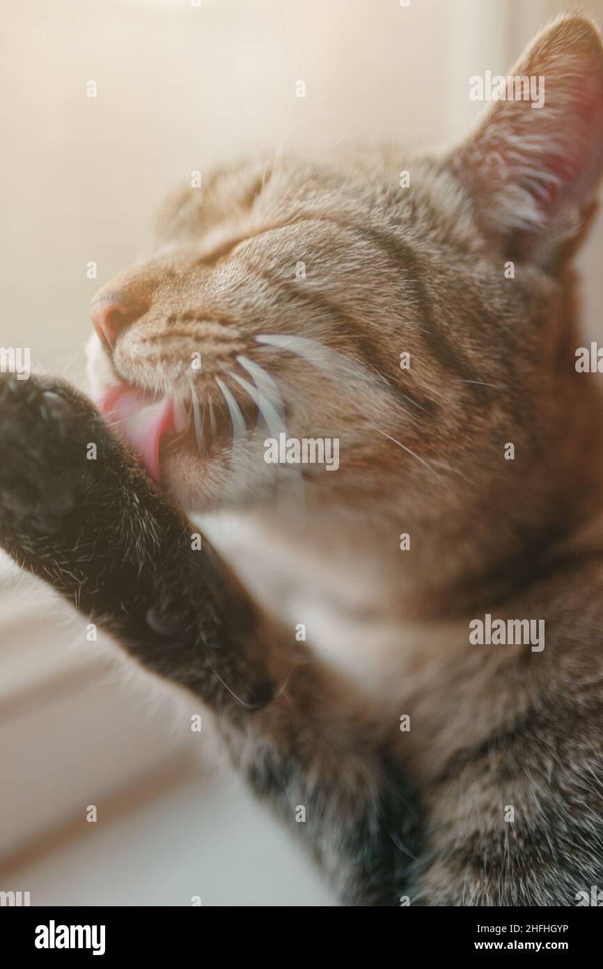 Il gatto tabby lava la zampa. Foto Stock