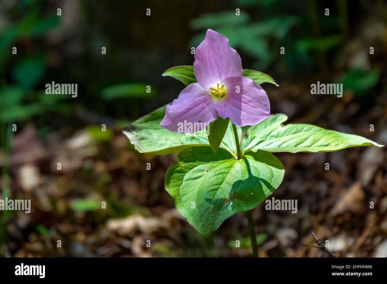Bella lilla viola lavanda trillium sui boschi di Shenandoah Foto Stock