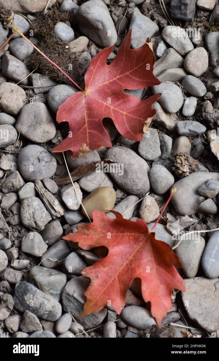 Immagine verticale delle foglie rosse cadute Foto Stock