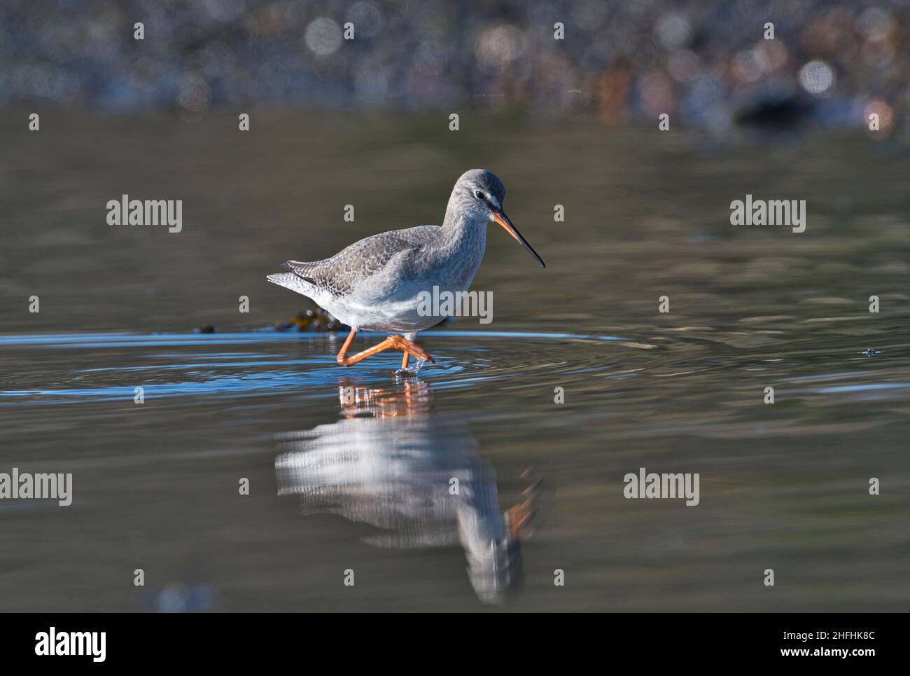 Rossshank macchiato (Tringa eritrypus) nel piumaggio invernale Foto Stock