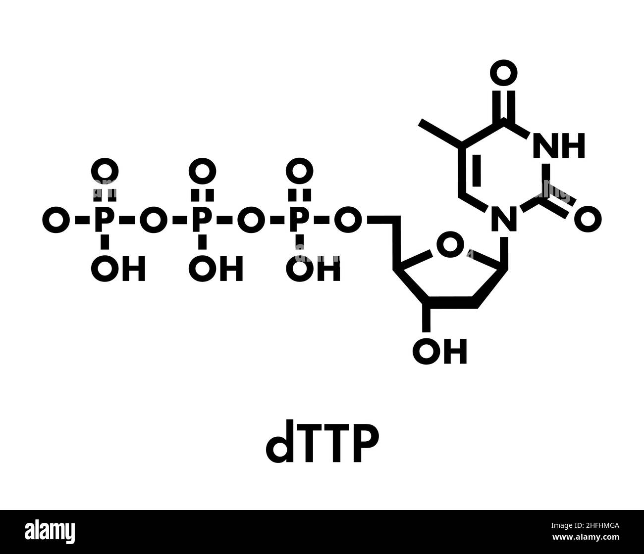 Molecola nucleotidica di timidina trifosfato (TTP). Blocco di costruzione del DNA. Formula scheletrica. Illustrazione Vettoriale