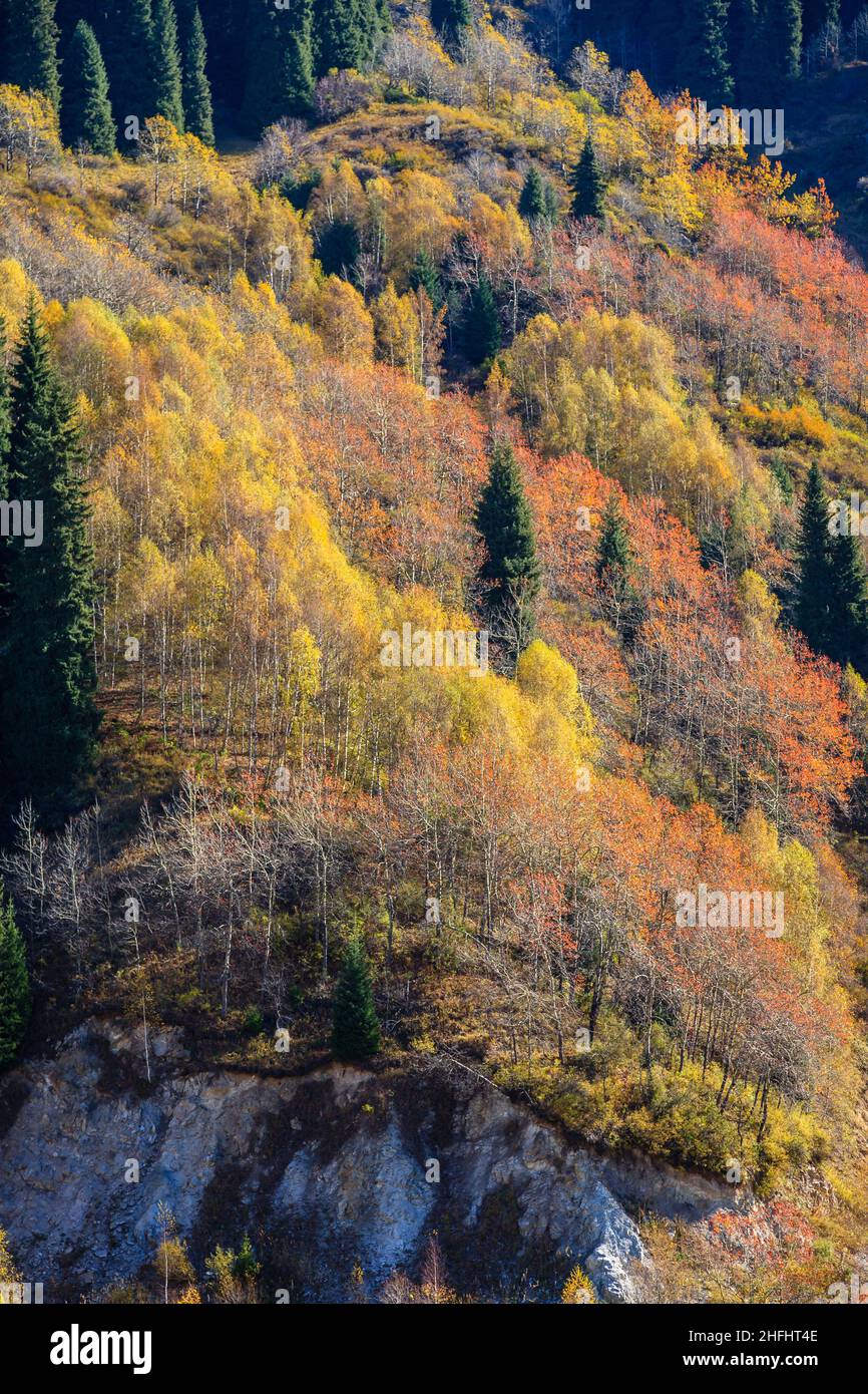 Alberi e paesaggi montani nella zona di Himalayan Zailiyskiy Alatau (Ile Alatau) ai piedi della catena settentrionale di Tian Shan sopra Almaty, Kazakhstan, Asia Foto Stock