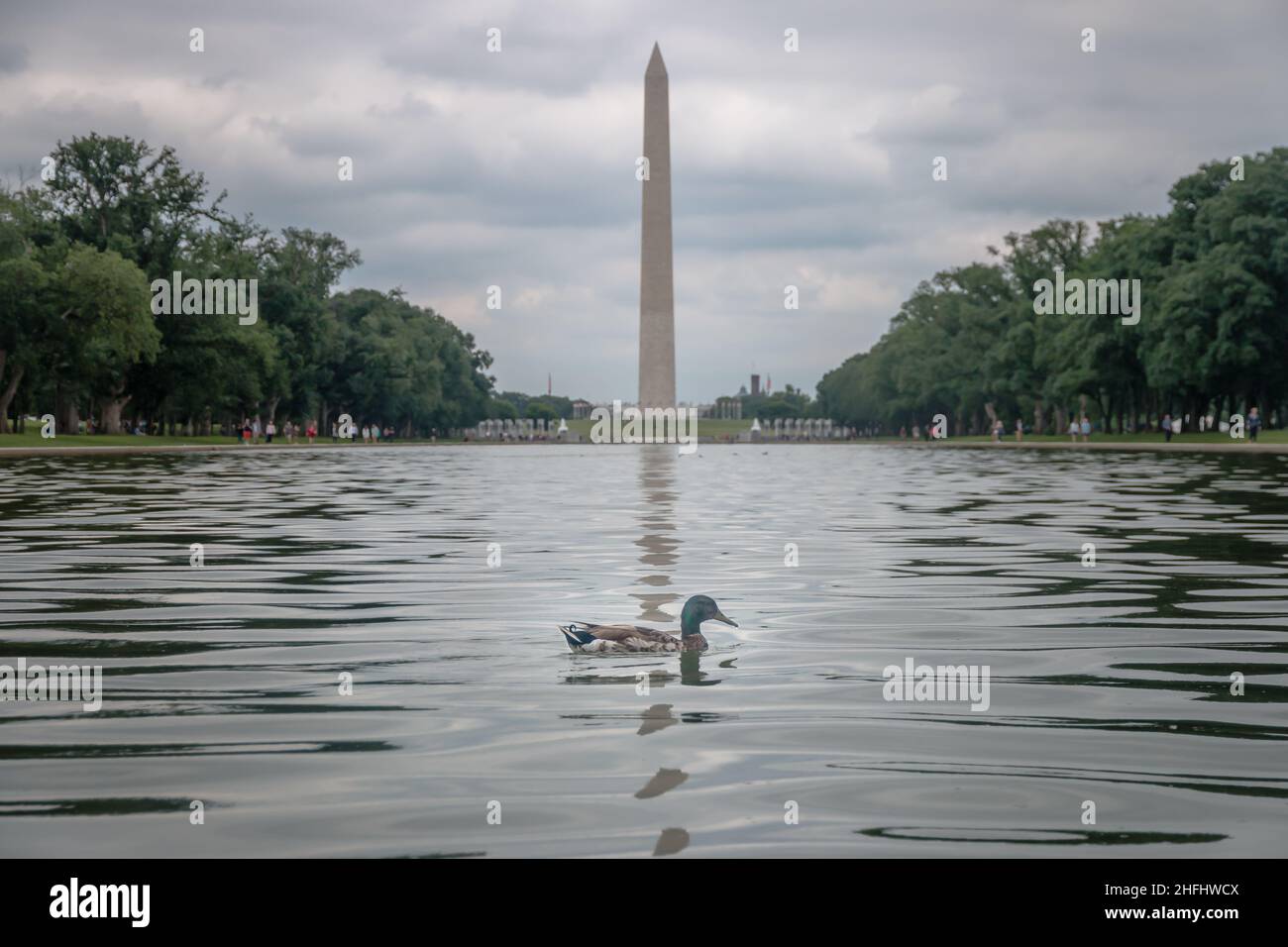Un'anatra di fronte al monumento di washington Foto Stock