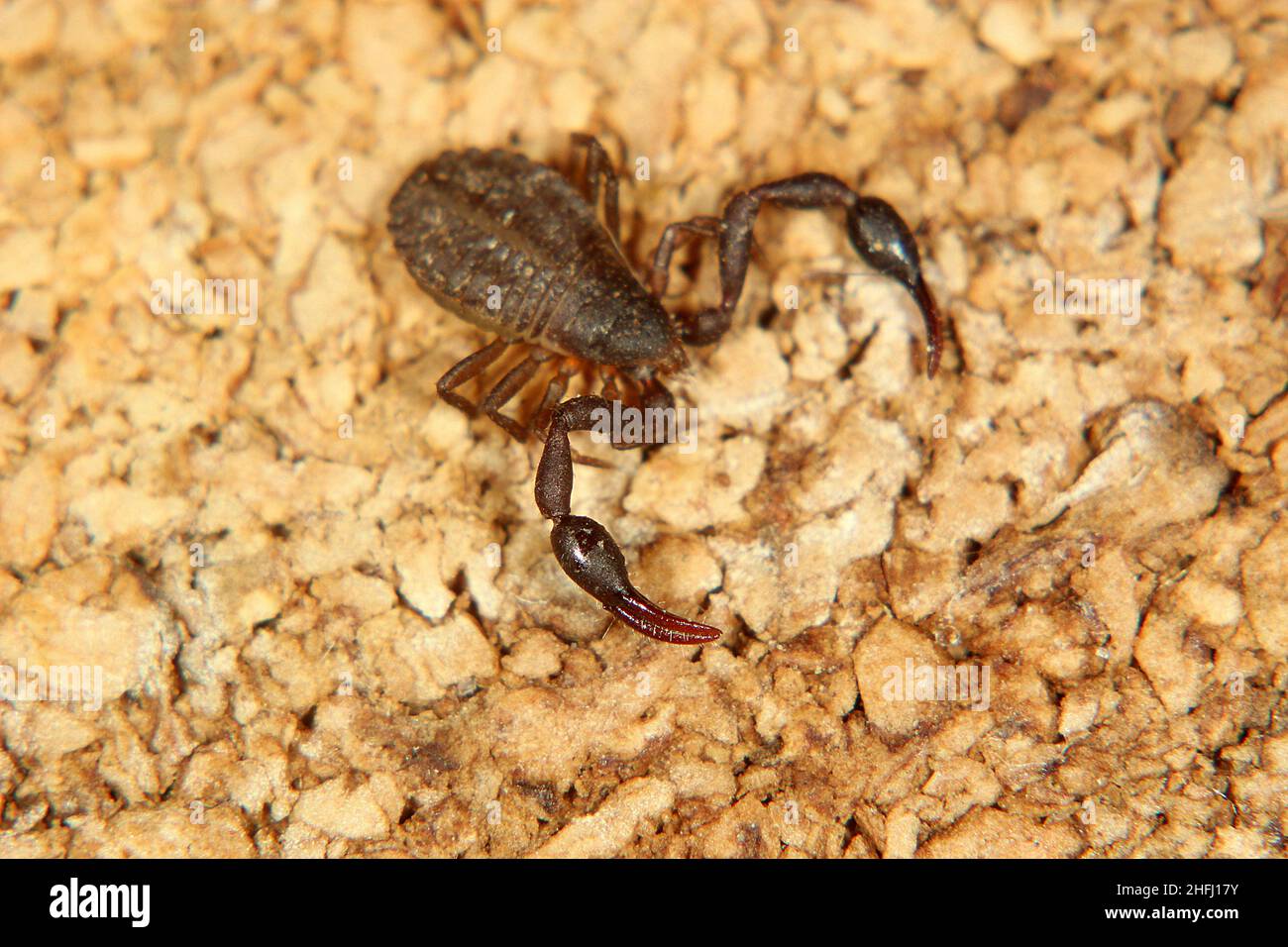 Pseudoscorpione di Chernetid Foto Stock