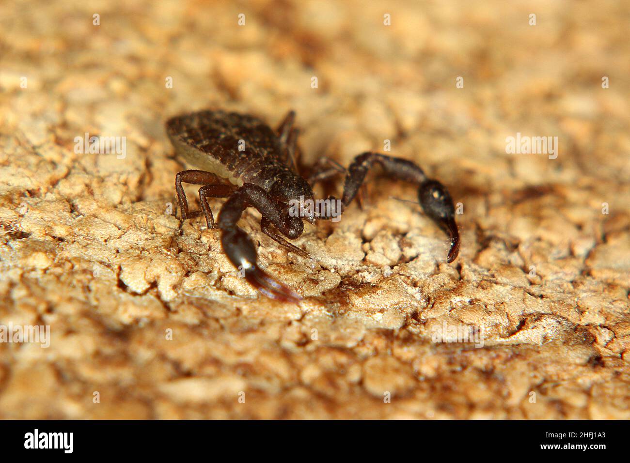 Pseudoscorpione di Chernetid Foto Stock