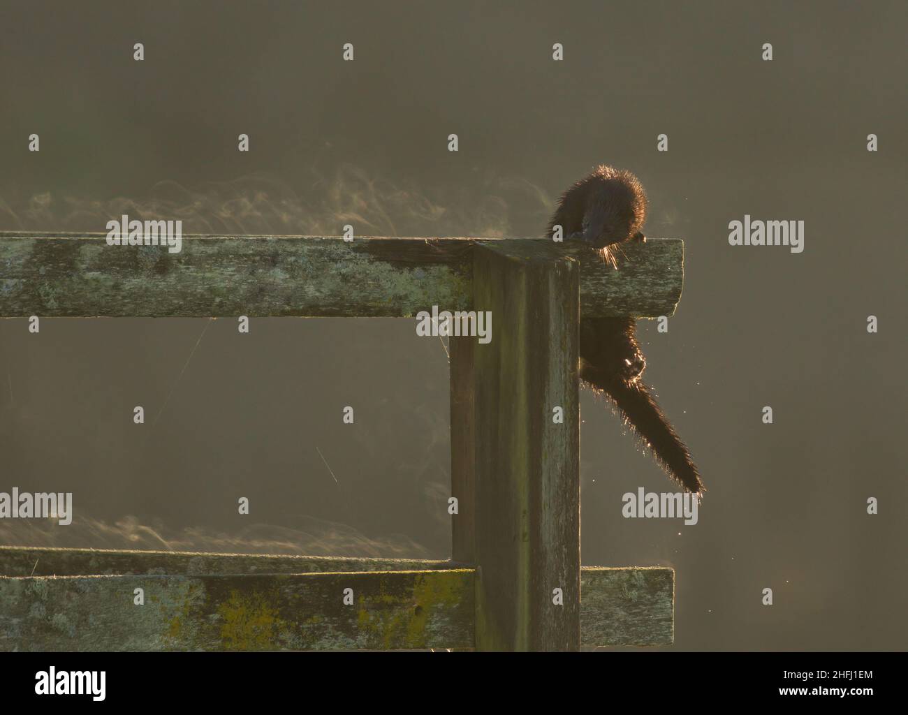 Un American Mink (Neogale Vison) che si arrampica sulla ringhiera della recinzione su un molo ad un lago a Victoria, BC, Canada all'alba. Dal legno si innalza il vapore Foto Stock