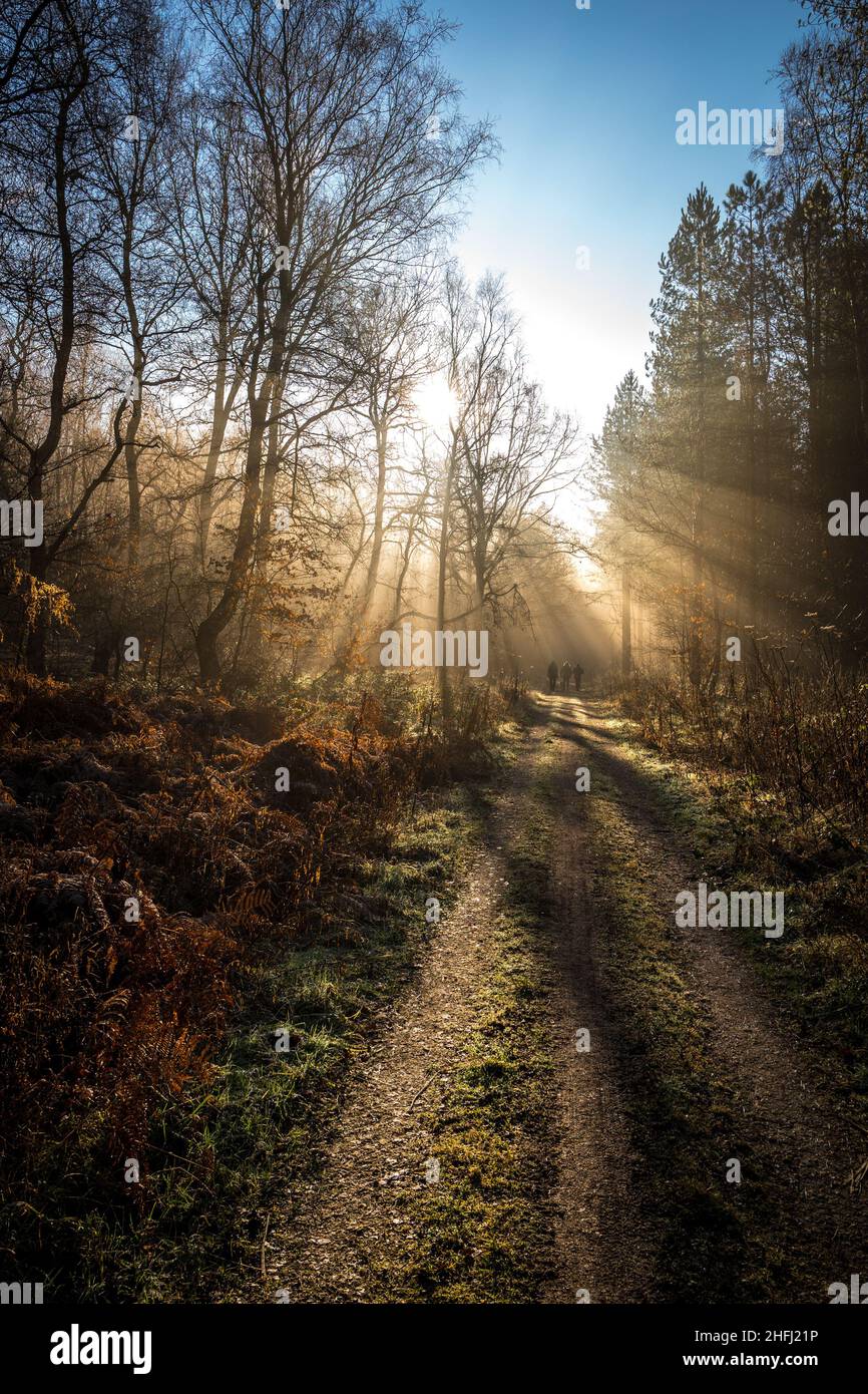 Adulti che camminano attraverso un ambiente boschivo in una giornata di nebbia. Foto Stock