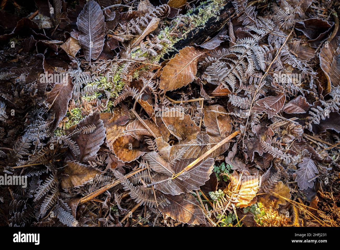 Lettiera in foglie surgelate di bracken, castagne dolci e Faggio. Foto Stock