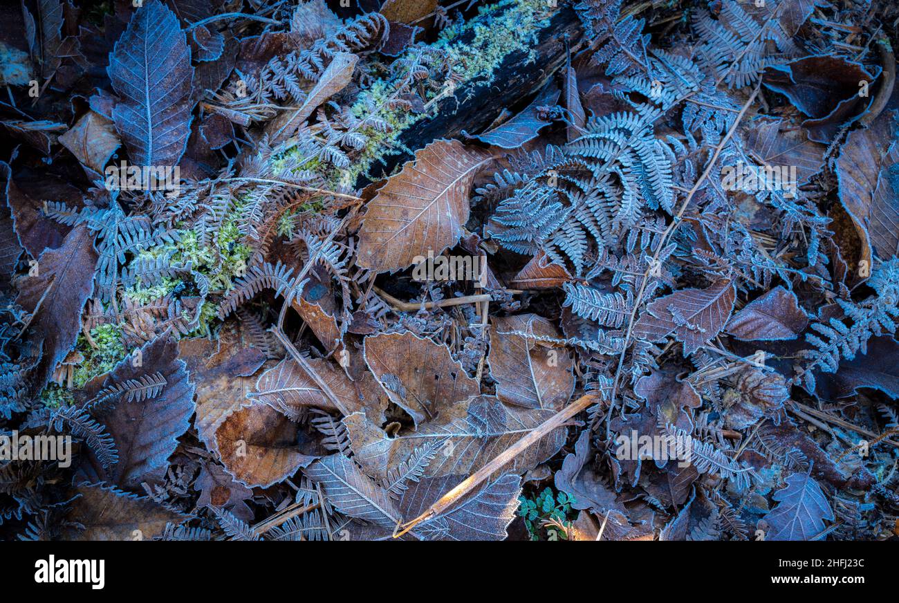 Lettiera in foglie surgelate di bracken, castagne dolci e Faggio. Foto Stock