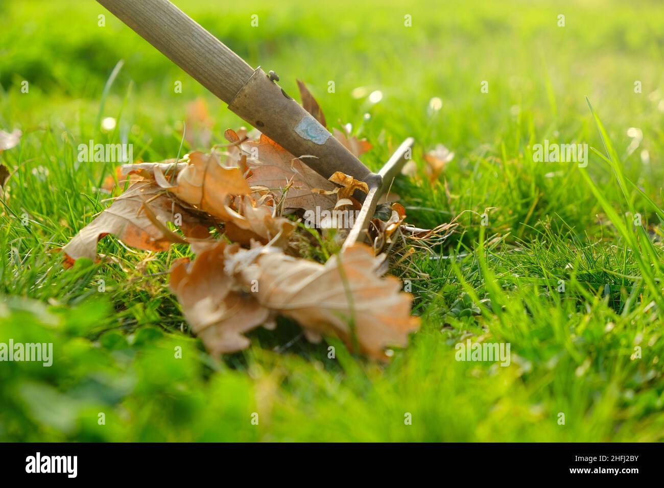 Raccolta foglie nel giardino in primavera season.Cleaning il giardino in primavera. Mani in guanti foglie autunnali in un secchio marrone Foto Stock