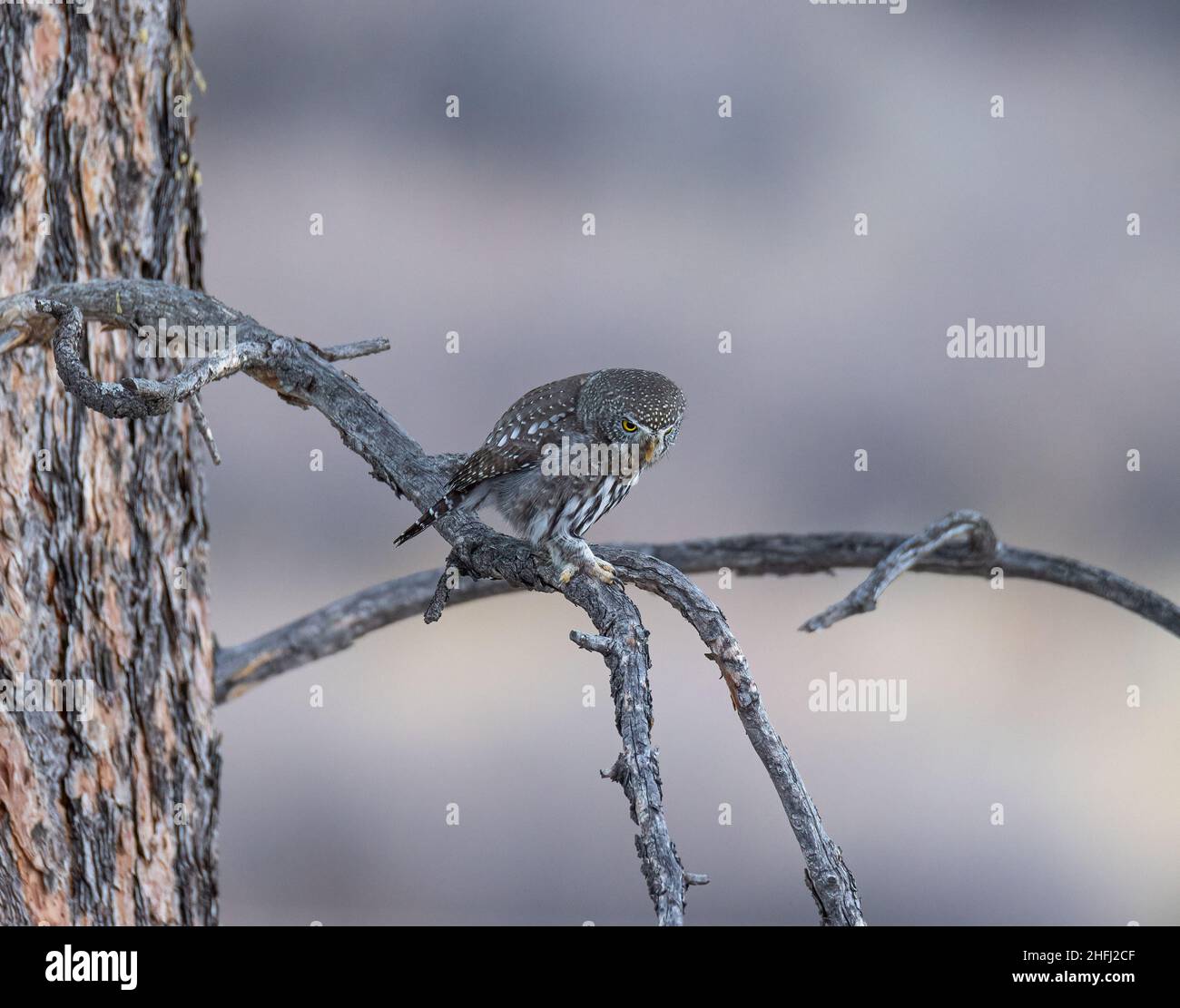 Gufo di pygmy settentrionale (Glaucidium californicum) arroccato su albero nella luce del giorno Colorado, Stati Uniti Foto Stock