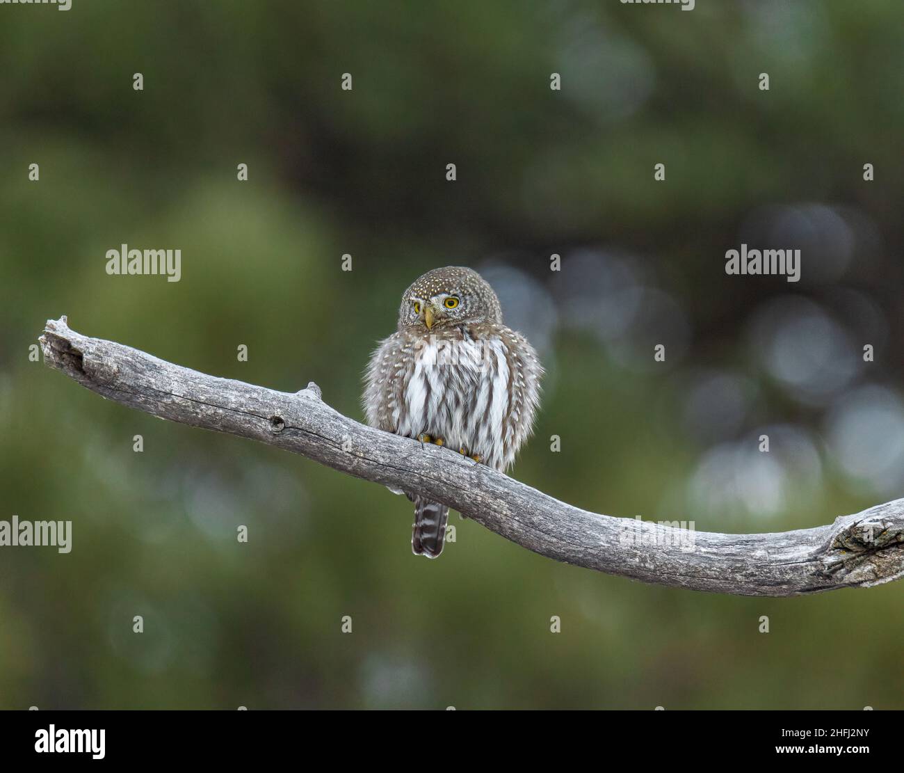 Gufo di pygmy settentrionale (Glaucidium californicum) arroccato su albero nella luce del giorno Colorado, Stati Uniti Foto Stock