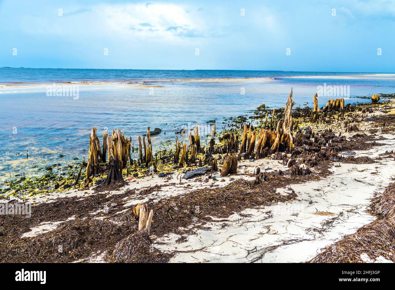 bizzarre alberi marcio vecchio sulla costa Foto Stock