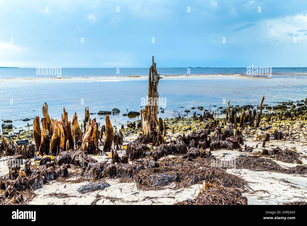 bizzarre alberi marcio vecchio sulla costa Foto Stock