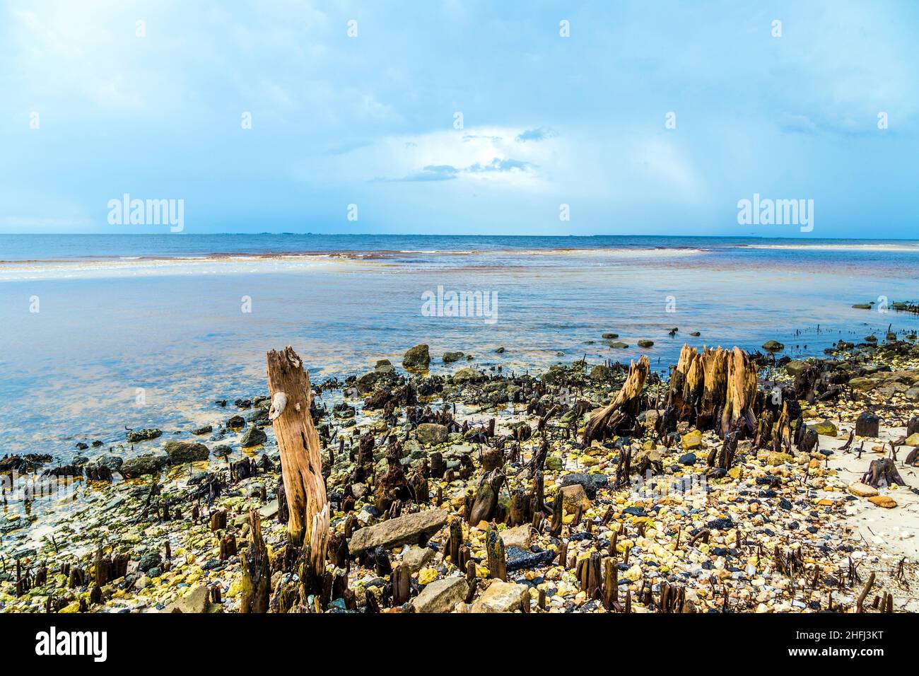 bizzarre alberi marcio vecchio sulla costa Foto Stock