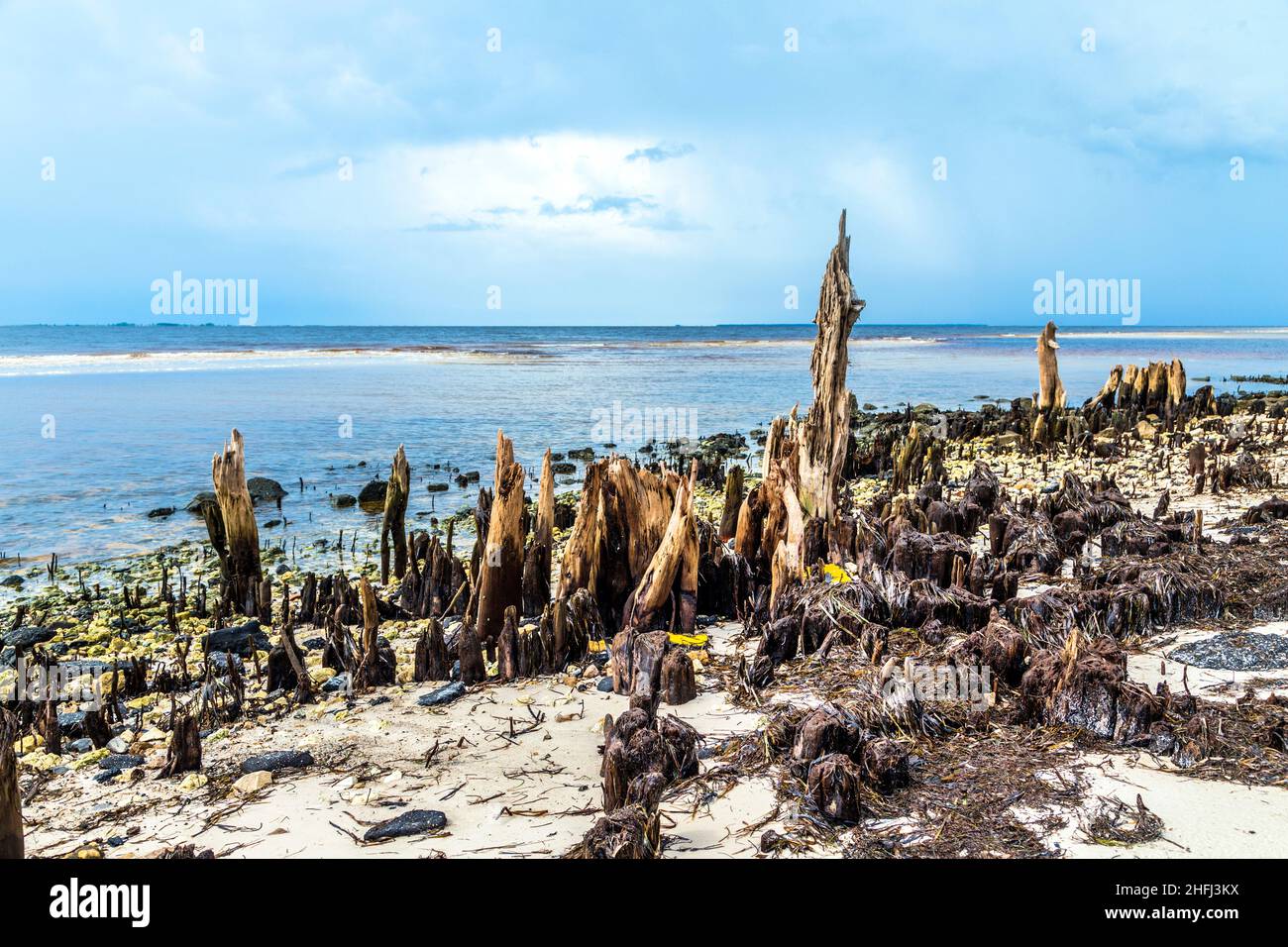 bizzarre alberi marcio vecchio sulla costa Foto Stock