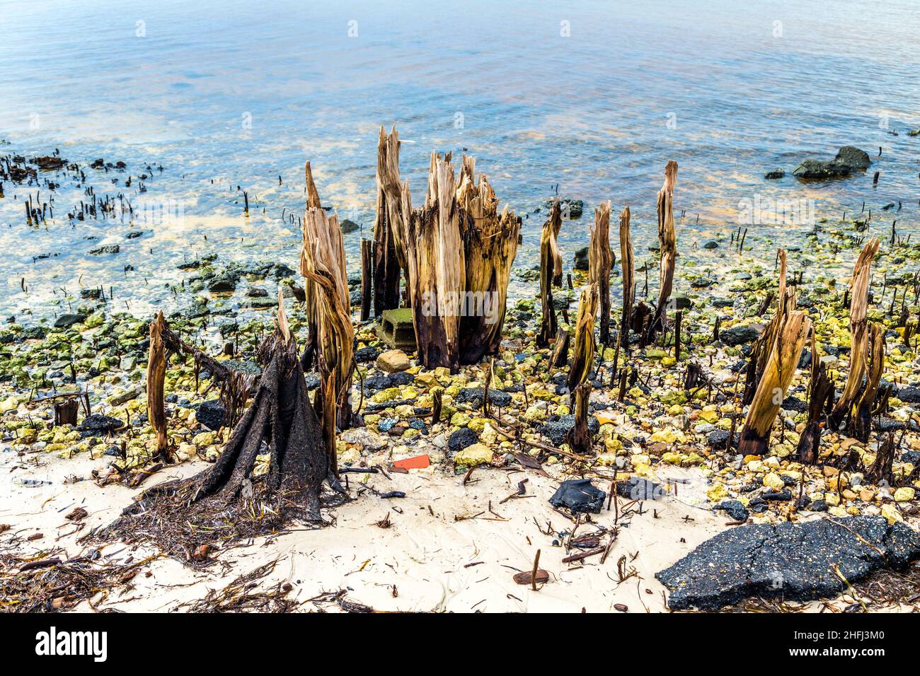 bizzarre alberi marcio vecchio sulla costa Foto Stock