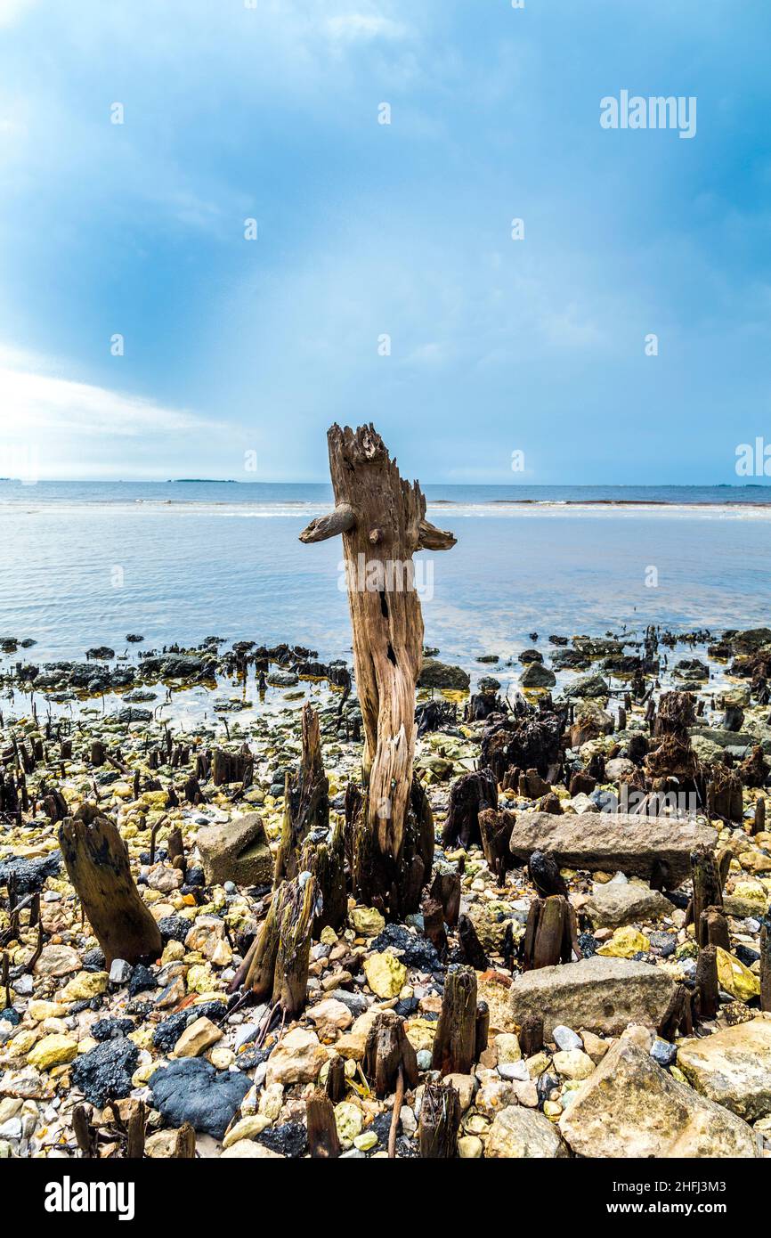 bizzarre alberi marcio vecchio sulla costa Foto Stock