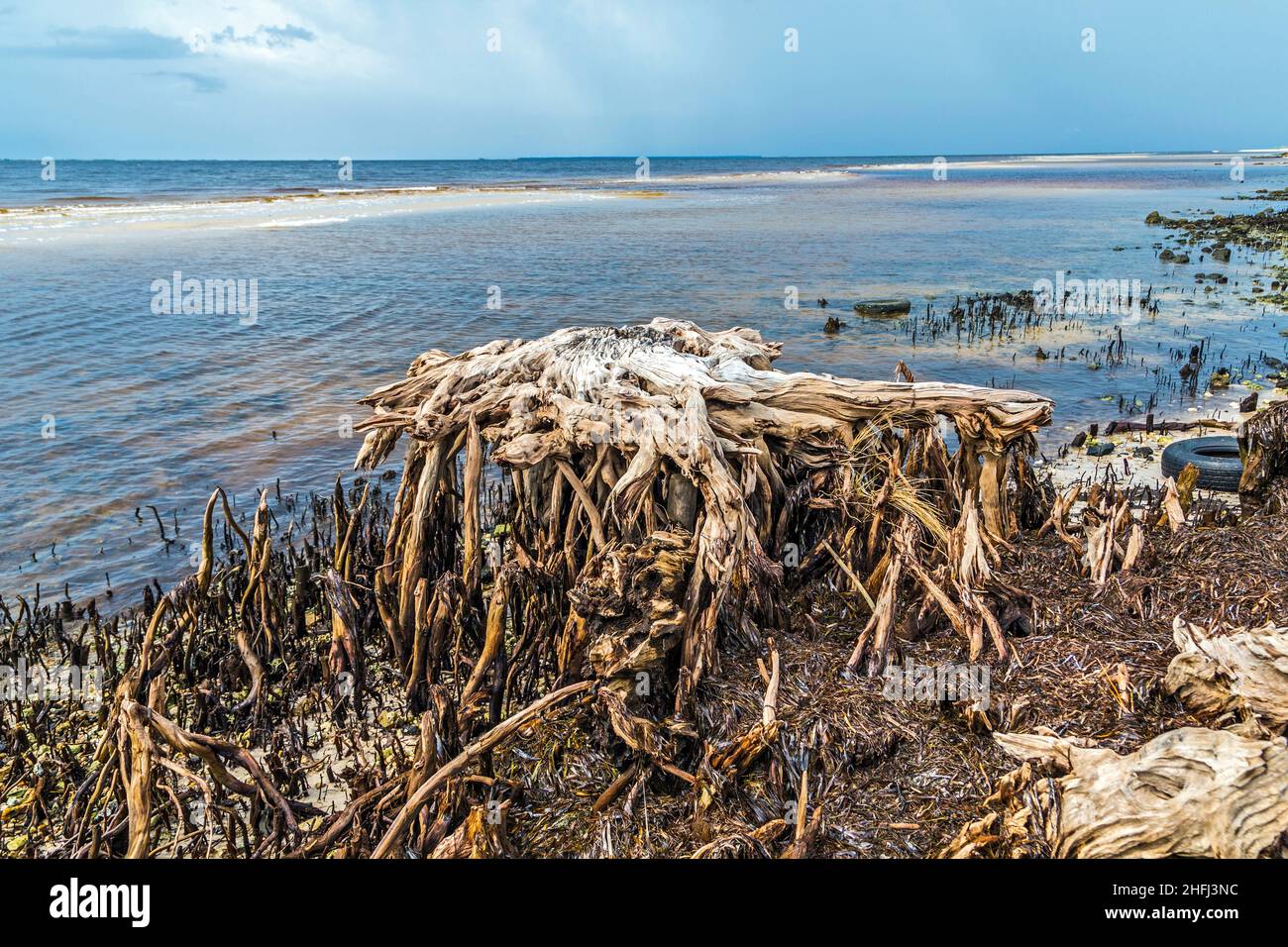 bizzarre alberi marcio vecchio sulla costa Foto Stock