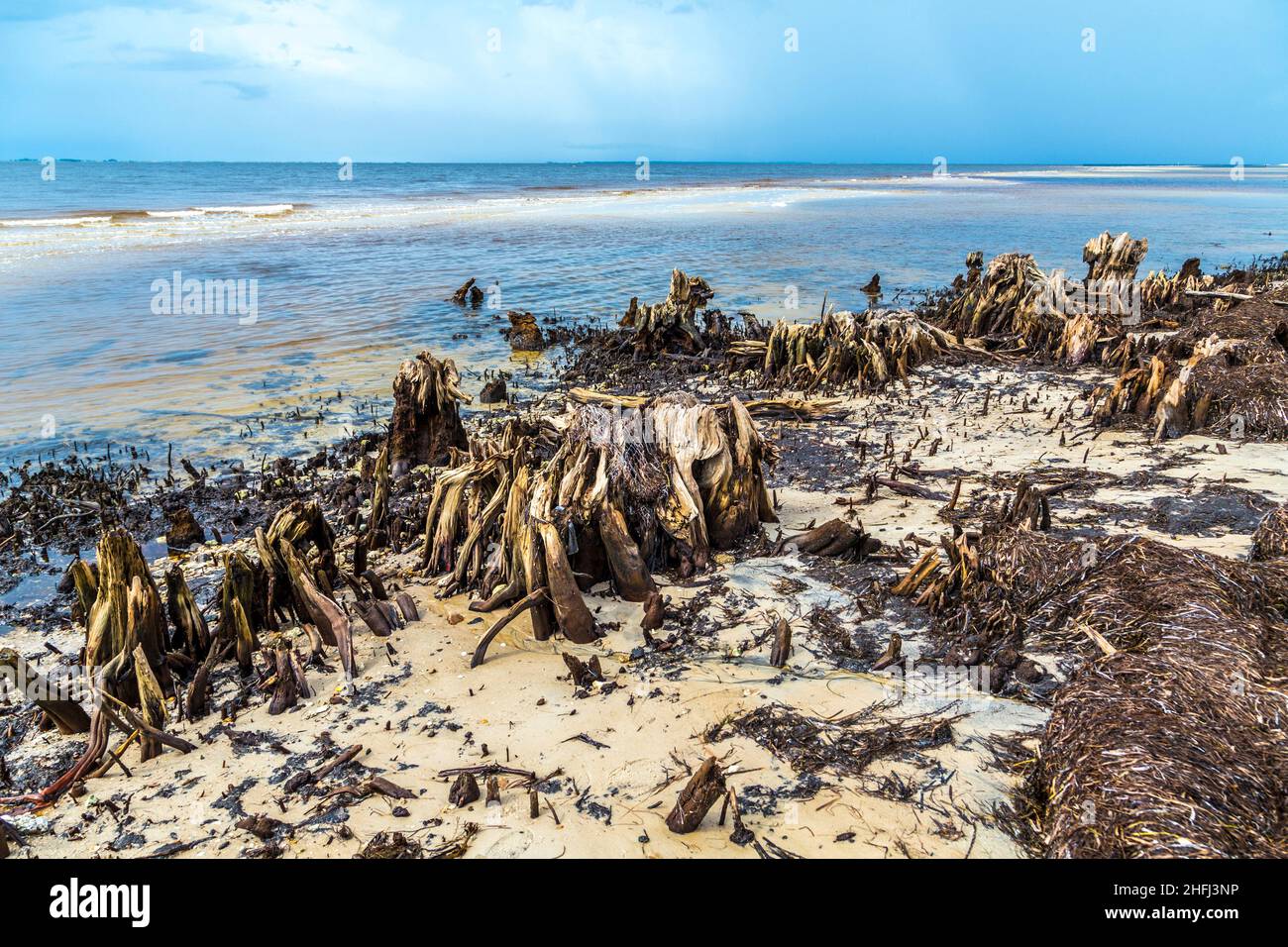 bizzarre alberi marcio vecchio sulla costa Foto Stock