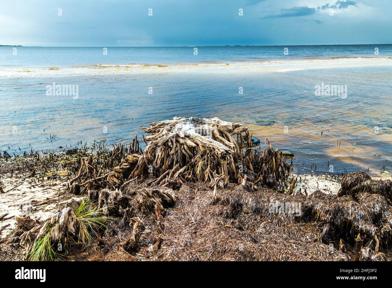 bizzarre alberi marcio vecchio sulla costa Foto Stock