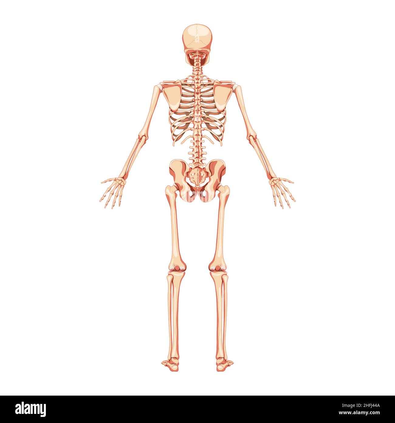 Scheletro della vista posteriore umana. Realistico piatto di colore naturale concetto fisiologia anatomica illustrazione vettoriale di anatomia isolata su sfondo bianco per atlante medico o libro di testo didattico. Illustrazione Vettoriale