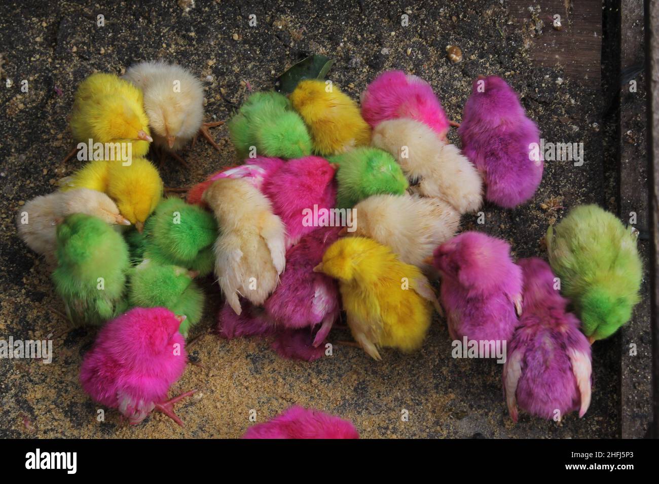 uccelli colorati per animali domestici al mercato degli animali. Foto Stock