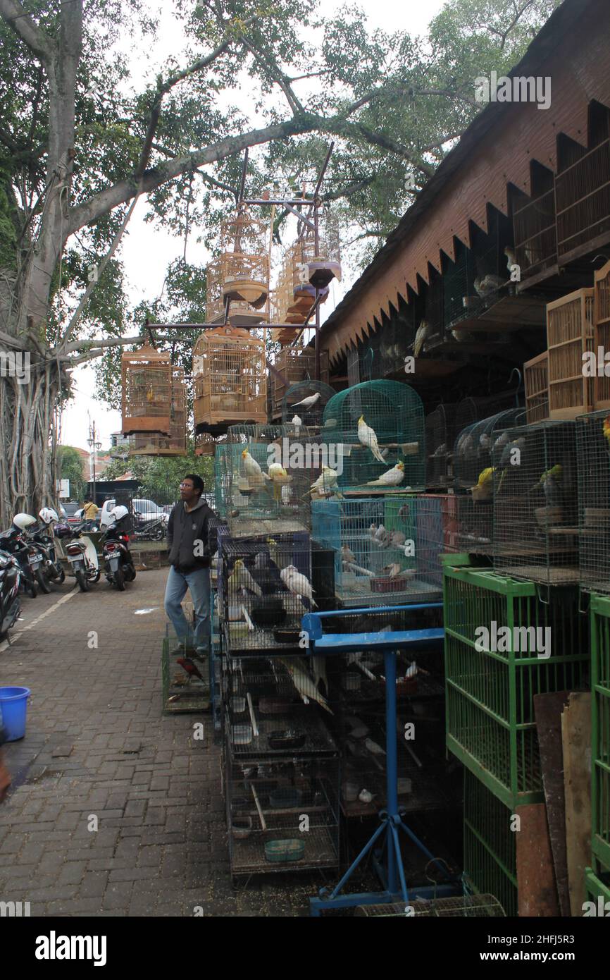 Surakarta, Indonesia. Gennaio 21, 2014. L'atmosfera del mercato degli animali nella città di Surakarta. Foto Stock