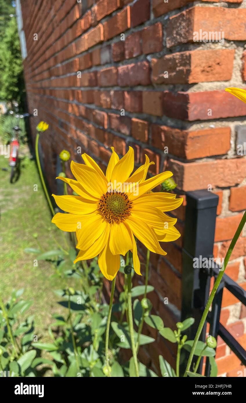 Il girasole Massimiliano (Helianthus maxiliani) è una specie di girasole nordamericana. Questo girasole prende il nome dal principe Massimiliano di Wied-Neuwied, Foto Stock